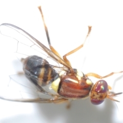 Bactrocera (Bactrocera) tryoni (Queensland fruit fly) at Stirling, ACT - 22 Mar 2022 by Harrisi