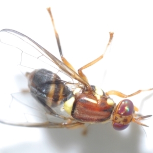 Bactrocera (Bactrocera) tryoni at Stirling, ACT - 22 Mar 2022