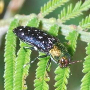 Diphucrania leucosticta at Stromlo, ACT - 21 Mar 2022