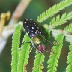 Diphucrania leucosticta at Stromlo, ACT - 21 Mar 2022