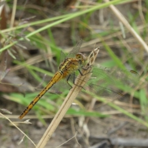 Diplacodes bipunctata at Stromlo, ACT - 27 Mar 2022