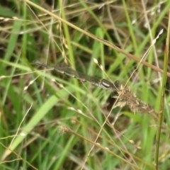 Austrolestes annulosus (Blue Ringtail) at West Stromlo - 27 Mar 2022 by Christine