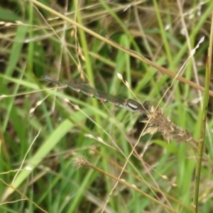 Austrolestes annulosus at Stromlo, ACT - 27 Mar 2022