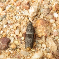 Lasiosticha canilinea (A Pyralid moth) at West Stromlo - 27 Mar 2022 by Christine