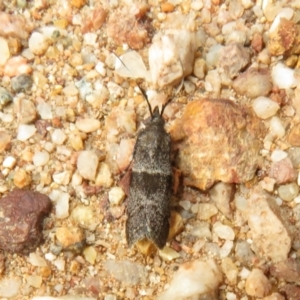 Lasiosticha canilinea at Stromlo, ACT - 27 Mar 2022