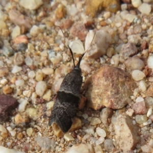 Lasiosticha canilinea at Stromlo, ACT - 27 Mar 2022