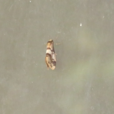 Anestia (genus) (A tiger moth) at Flynn, ACT - 27 Mar 2022 by Christine