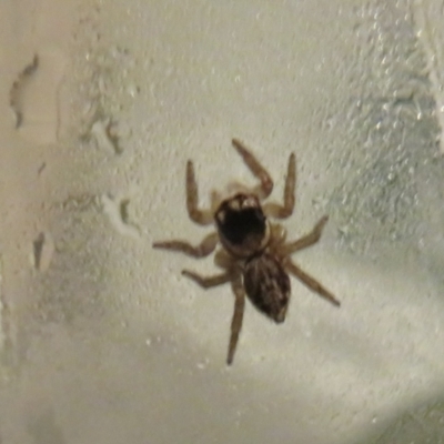 Maratus griseus (Jumping spider) at Flynn, ACT - 27 Mar 2022 by Christine