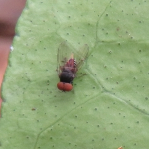 Platystomatidae (family) at Flynn, ACT - 28 Mar 2022