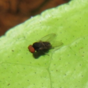 Platystomatidae (family) at Flynn, ACT - 28 Mar 2022