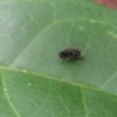 Platystomatidae (family) at Flynn, ACT - 28 Mar 2022