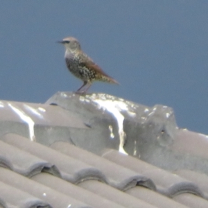 Sturnus vulgaris at Dunlop, ACT - 28 Mar 2022