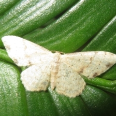Idaea halmaea (Two-spotted Wave) at Acton, ACT - 29 Mar 2022 by Christine