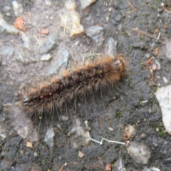 Lymantriinae (subfamily) (Unidentified tussock moths) at ANBG - 29 Mar 2022 by Christine