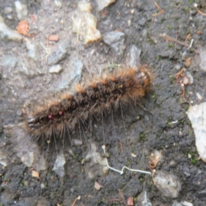 Lymantriinae (subfamily) at Acton, ACT - 29 Mar 2022