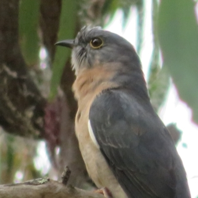 Cacomantis flabelliformis (Fan-tailed Cuckoo) at Acton, ACT - 29 Mar 2022 by Christine