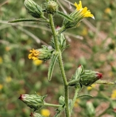 Dittrichia graveolens (Stinkwort) at Woodstock Nature Reserve - 29 Mar 2022 by abread111