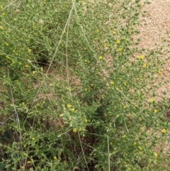 Dittrichia graveolens at Coree, ACT - 29 Mar 2022 11:52 AM