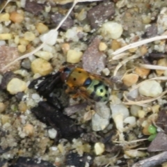 Austalis pulchella (Hover fly) at ANBG - 29 Mar 2022 by Christine