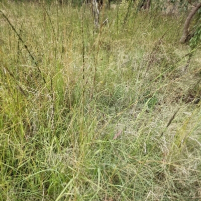 Sporobolus creber (Slender Rat's Tail Grass) at Coree, ACT - 29 Mar 2022 by abread111