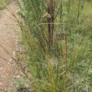 Sporobolus creber at Coree, ACT - 29 Mar 2022 11:55 AM