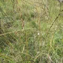 Sporobolus creber at Coree, ACT - 29 Mar 2022 11:55 AM