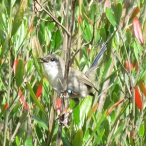 Malurus cyaneus at Acton, ACT - 29 Mar 2022 02:23 PM