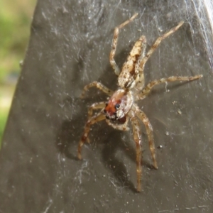 Helpis sp. (genus) at Acton, ACT - 29 Mar 2022 02:35 PM