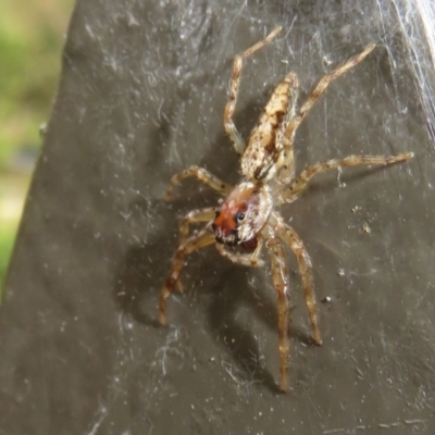 Helpis sp. (genus) (Unidentified Bronze Jumping Spider) at ANBG - 29 Mar 2022 by Christine