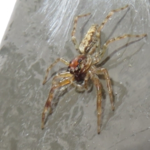 Helpis sp. (genus) at Acton, ACT - 29 Mar 2022