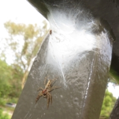 Helpis sp. (genus) at Acton, ACT - 29 Mar 2022