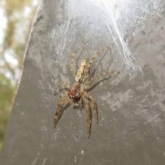 Helpis sp. (genus) at Acton, ACT - 29 Mar 2022