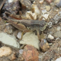 Phaulacridium vittatum (Wingless Grasshopper) at Mount Ainslie - 29 Mar 2022 by Christine