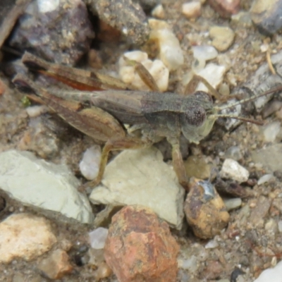 Phaulacridium vittatum (Wingless Grasshopper) at Ainslie, ACT - 29 Mar 2022 by Christine