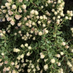 Unidentified Plant at Hughes, ACT - 30 Mar 2022 by ruthkerruish