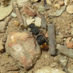Odontomyrme sp. (genus) (A velvet ant) at Ainslie, ACT - 29 Mar 2022 by Christine