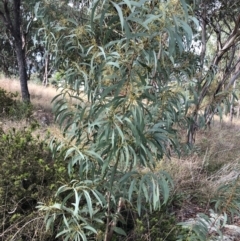 Acacia rubida (Red-stemmed Wattle, Red-leaved Wattle) at Hughes, ACT - 30 Mar 2022 by ruthkerruish