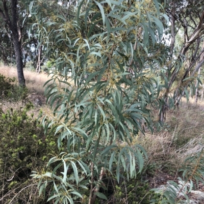 Acacia rubida (Red-stemmed Wattle, Red-leaved Wattle) at Hughes, ACT - 30 Mar 2022 by ruthkerruish