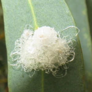 Glycaspis sp. (genus) at Franklin, ACT - 24 Mar 2022