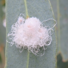 Glycaspis sp. (genus) at Franklin, ACT - 24 Mar 2022