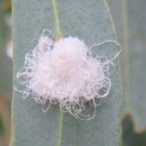 Glycaspis sp. (genus) at Franklin, ACT - 24 Mar 2022