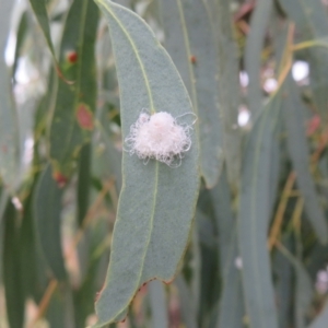 Glycaspis sp. (genus) at Franklin, ACT - 24 Mar 2022