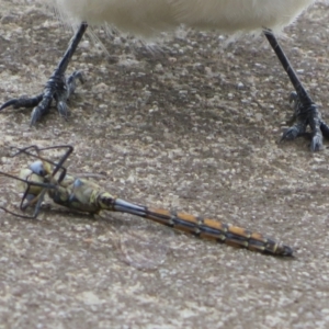 Hemicordulia tau at Dunlop, ACT - 24 Mar 2022 03:25 PM