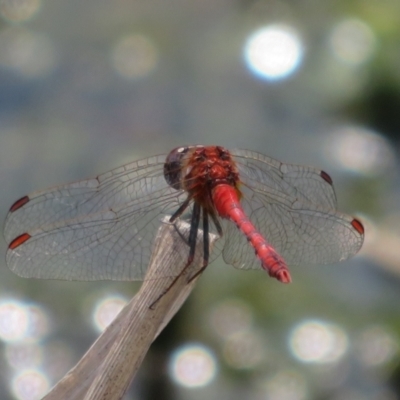 Diplacodes bipunctata (Wandering Percher) at Breadalbane, NSW - 22 Mar 2022 by Christine