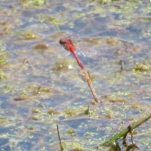 Diplacodes bipunctata at Breadalbane, NSW - 22 Mar 2022