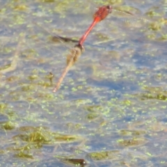 Diplacodes bipunctata at Breadalbane, NSW - 22 Mar 2022