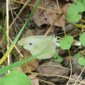 Pieris rapae at Flynn, ACT - 28 Mar 2022 01:19 PM