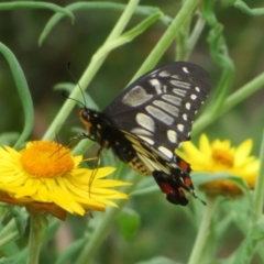 Papilio anactus (Dainty Swallowtail) at Acton, ACT - 29 Mar 2022 by Christine