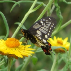 Papilio anactus at Acton, ACT - 29 Mar 2022 01:40 PM