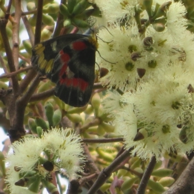 Delias harpalyce (Imperial Jezebel) at ANBG - 29 Mar 2022 by Christine